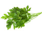 Herbs - Parsley Continental