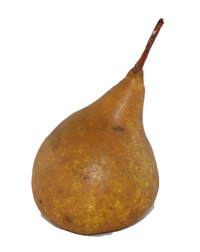 Pear - Beurre Bosc