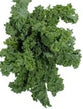 Kale- Curly Green